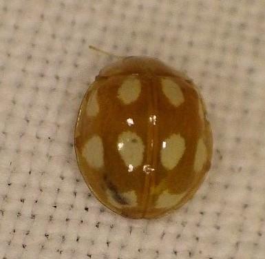 Réf. 274 546 : Calvia decemguttata